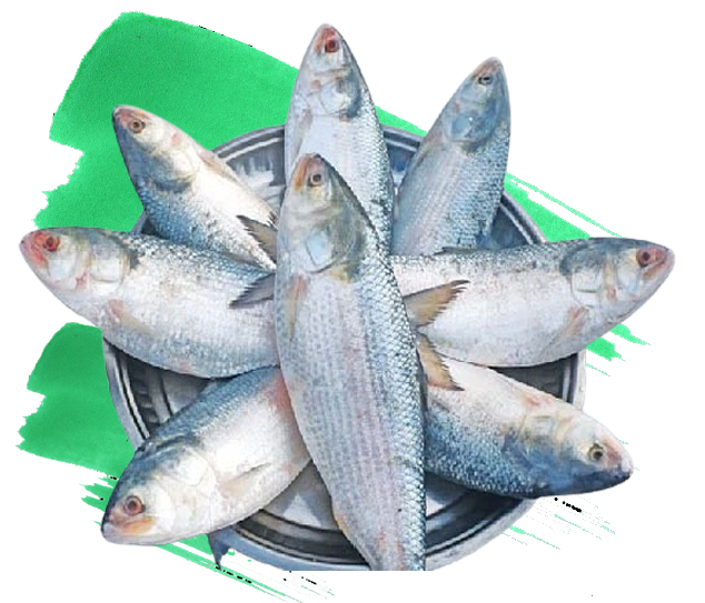 India Fish Market