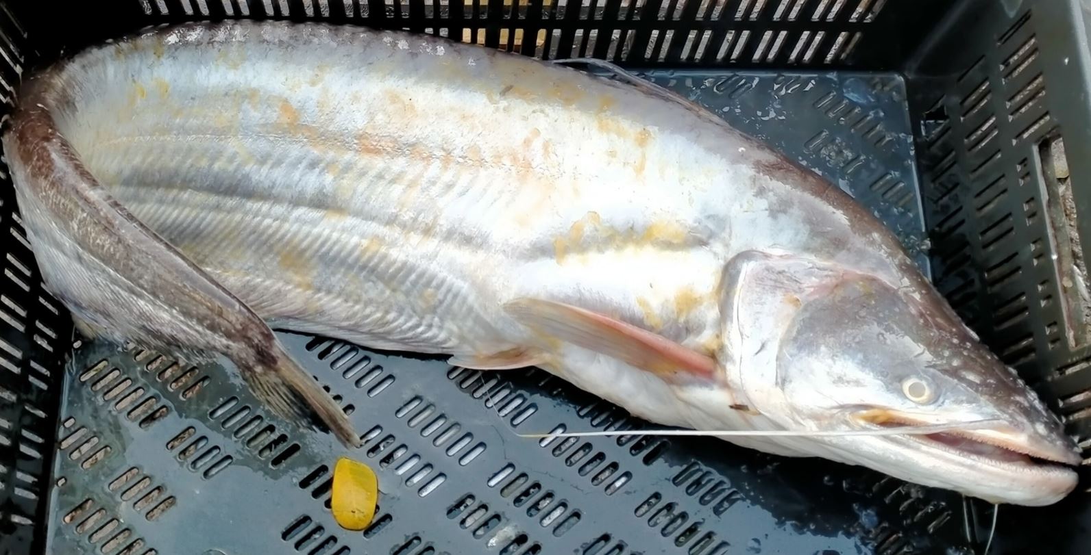 Boal Fish Price