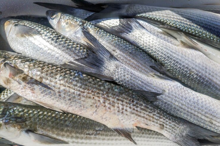 Grey Mullet Fish Price
