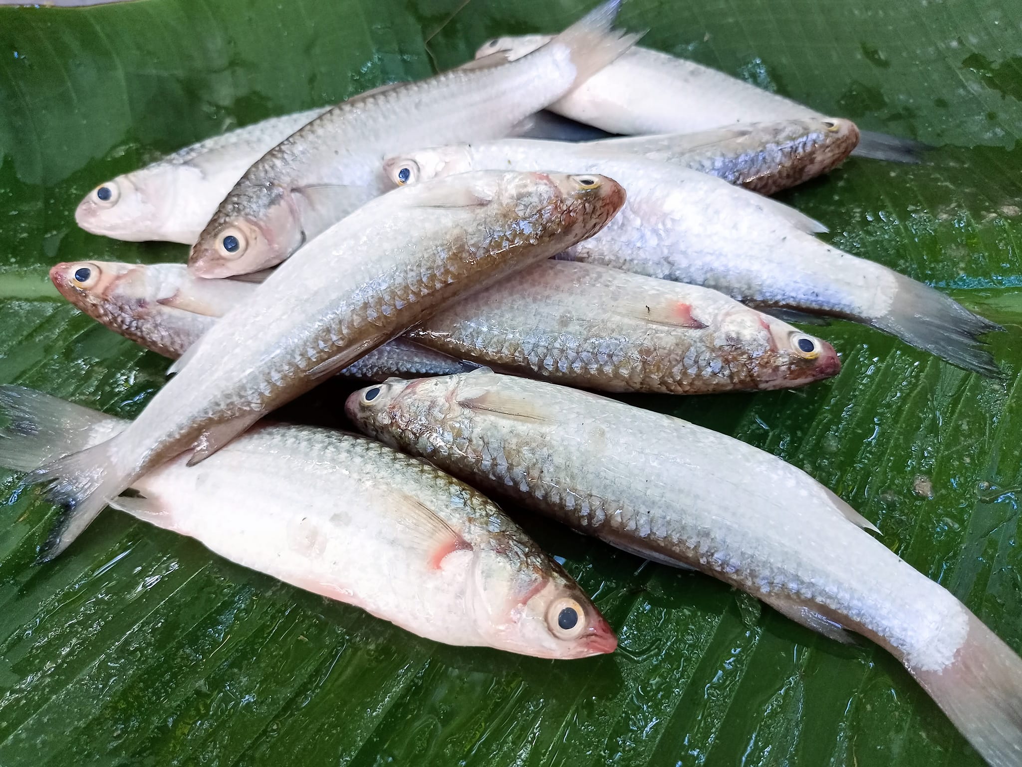 Parshe Fish Price