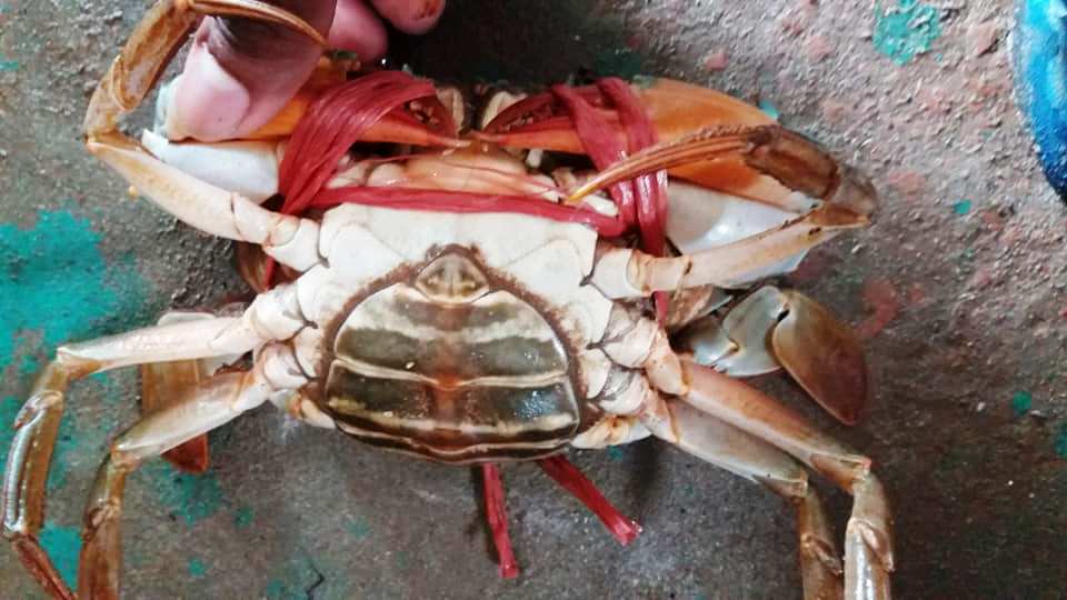 Mud Crab Price