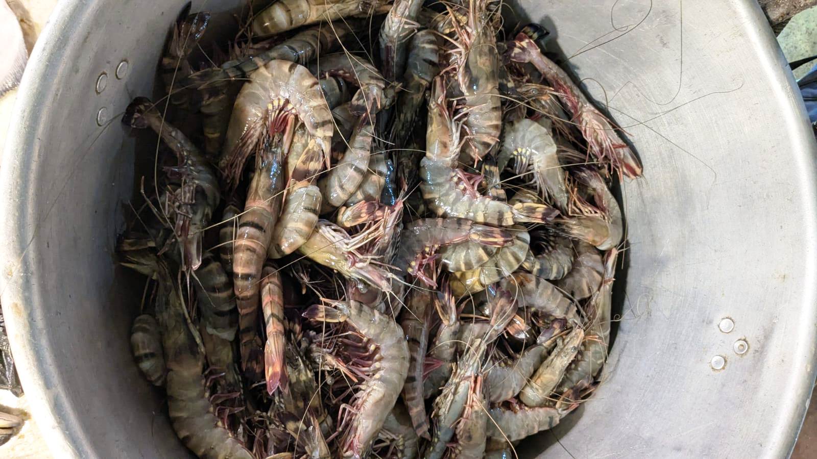 Prawns price