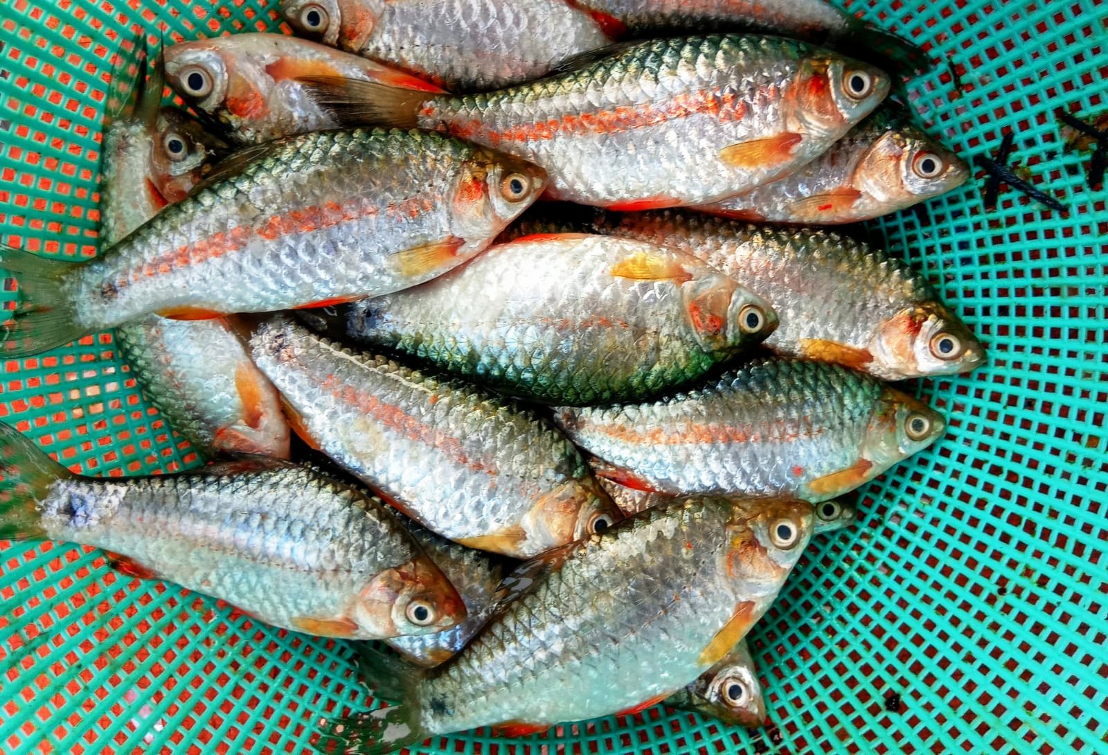 Desi Puti Fish Price