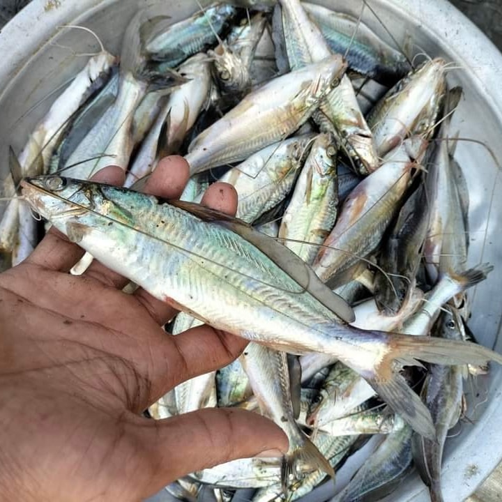 Gulsha Tengra Fish Price