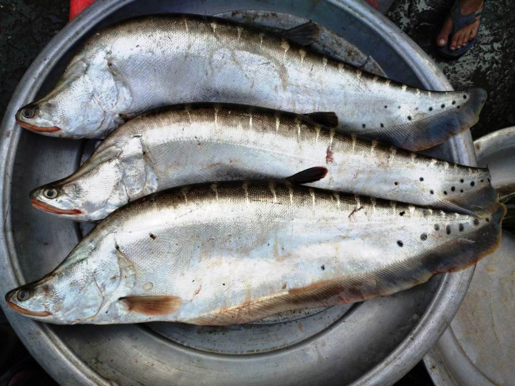 Chital Fish price
