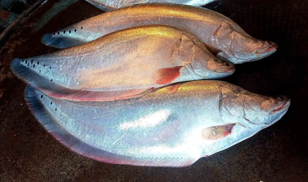 Get Chital Fish price