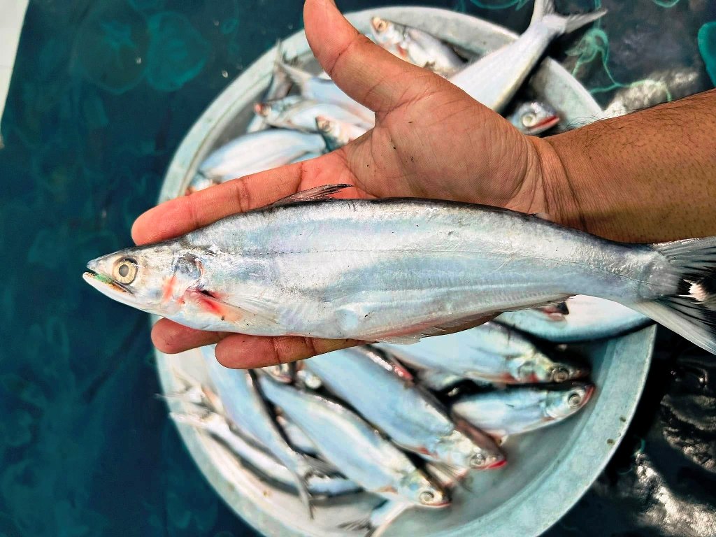 Get latest Bacha Fish price