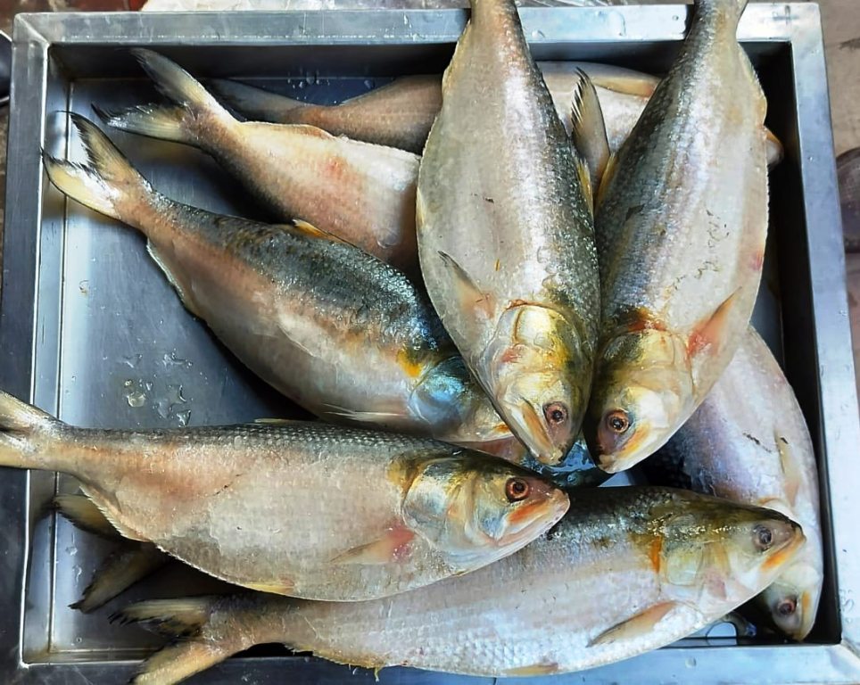 Buy Fresh Ilish (Hilsa) Fish, 1kg-3kg Size