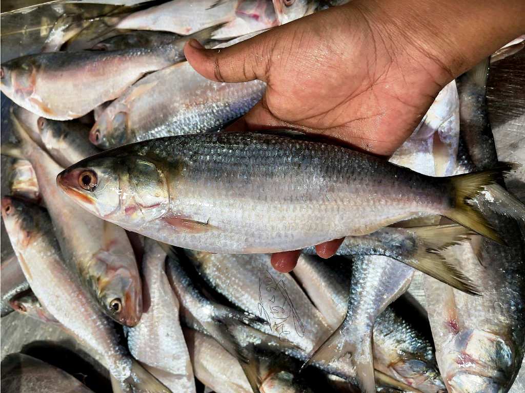 Fresh River Catch Hilsa Fish