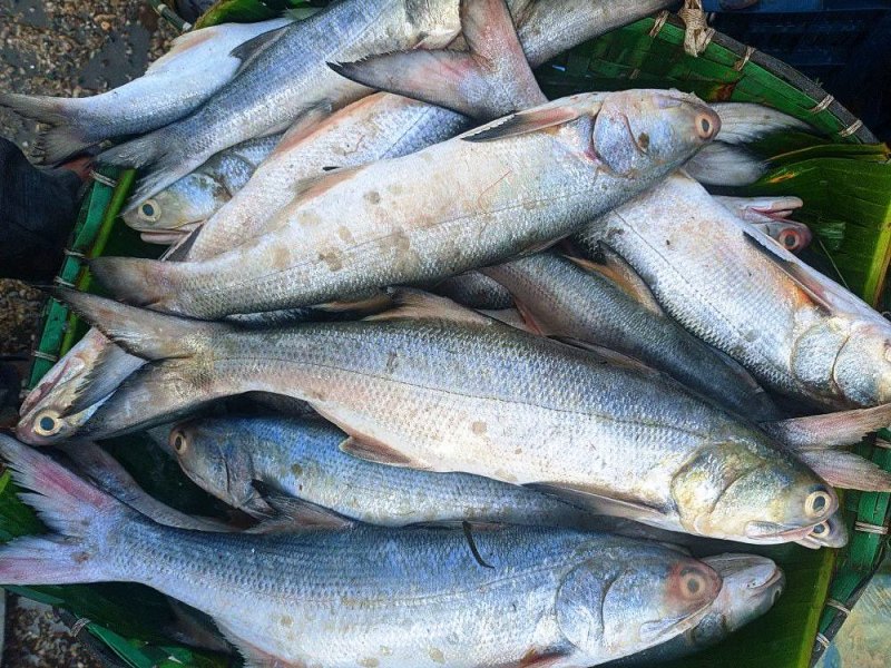 Indian Salmon Fish Price per kg in India