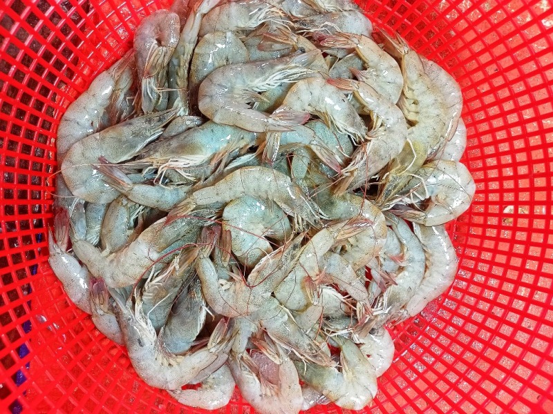 Shrimp Price