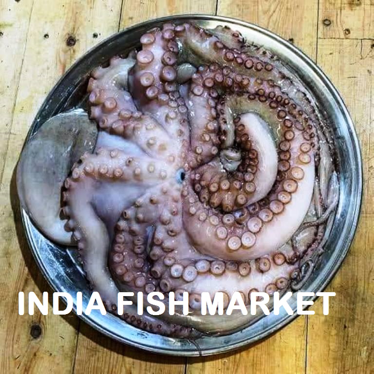 IQF Frozen Octopus Price