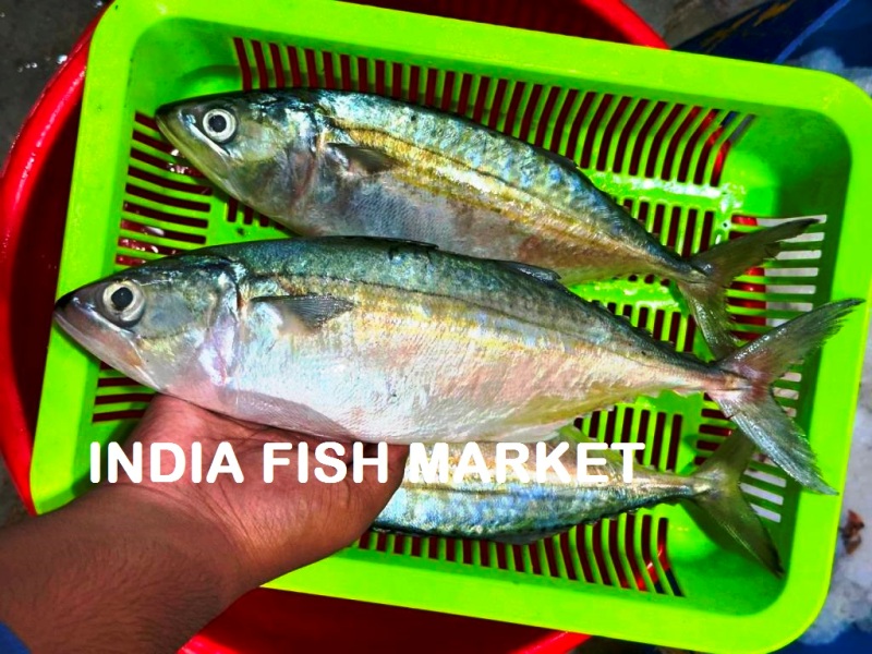 Indian Mackerel Fish Price