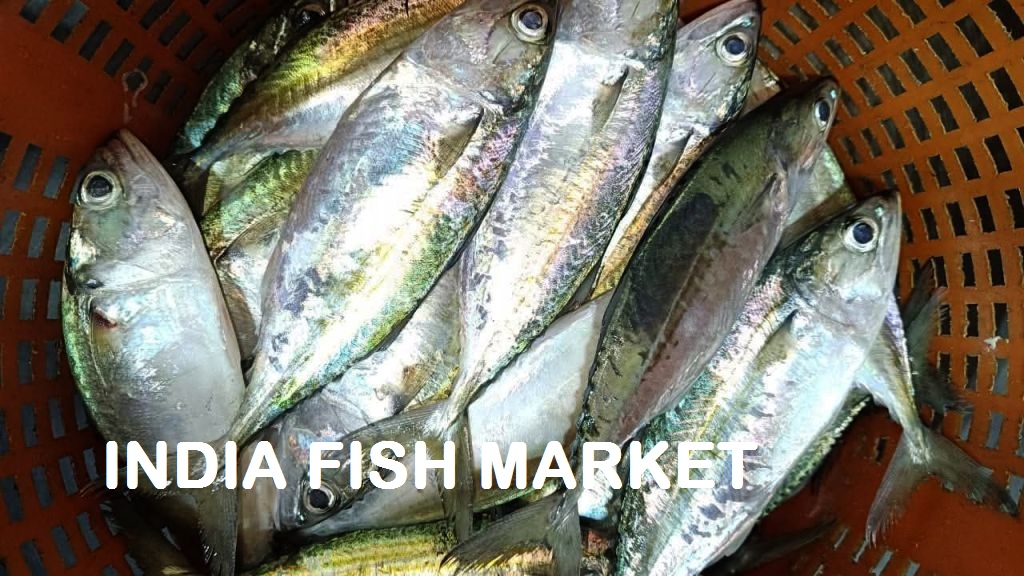 Mackerel Fish Price in India